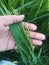 Lush Green Rice Paddy in Beautiful Human Hand