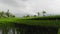 Lush Green Rice Paddy Fields With Mountain Backdrop on a Cloudy Day