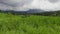 Lush Green Rice Paddy Fields With Mountain Backdrop on a Cloudy Day