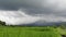 Lush Green Rice Paddy Fields With Mountain Backdrop on a Cloudy Day