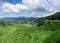 Lush green rice terraces of Longshen in Southern China