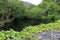 Lush green river in the Irish countryside