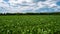 Lush green soybean field