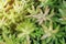 Lush Green Succulent Plants Coppertone Stonecrop, Sedum nussbaumerianum as Natural Texture Background