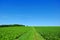 Lush green sugar beet fields by blue sky, arable farming