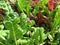 Lush Green Summer Kale Garden