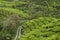 Lush green tea plantation with a winding path