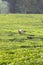 Lush Green Tea Trees in A Plantation from Afar.