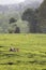 Lush Green Tea Trees in A Plantation from Afar.