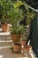 Lush green terrace with palms and other plants in terracotta pots