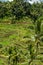 Lush green terraced farmland in Bali