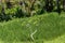 Lush green terraced farmland in Bali