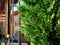 lush green thuja bush closeup with bronze color glass and aluminum curtain wall exterior in perspective