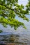 Lush green tree branches hanging over water in the summer