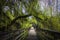 Lush Green Tree Covered Boardwalk