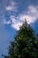 Lush green tree decorated with Christmas lights stands tall against a bright blue background