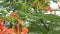 A lush green tree with leaves and orange flowers