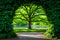 Lush green tree stands tall, framing the serene park scene