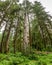 Lush green trees, ferns and moss in Hoh rainforest