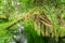 Lush green trees, ferns and moss in Hoh rainforest