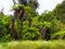 Lush Green Trees Forest, New Zealand