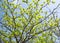 Lush green trees in the park