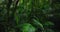 Lush green tropical forest teeming with terrestrial plants and trees