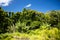 A lush green tropical landscape on a Hawaiian hillside