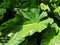 Lush Green Tropical Philodendron Leaves Close Up