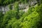lush, green vegetation creeping over a steep cliff