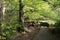 Lush green vegetation hiding a woodland stream