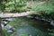 Lush green vegetation hiding a woodland stream and fallen log