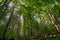 Lush green vegetation in the Sudety mountains. Miedzygorze. Poland.