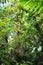 Lush green vegetation in tropical Amazon rain forest