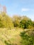 Lush green verdure and foliage outside in spring walking meadow