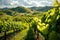 Lush Green Vineyard Rows in Rolling Hills Landscape, AI Generated