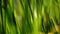 Lush green water reed grass with bokeh lights