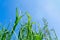 Lush green wild grasses grow on a meadow against the clear blue sky, bottom view. Natural summer background