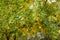 Lush green and yellow foliage of Fraxinus pennsylvanica  in October