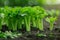 Lush Green Young Celery Plants Growing in Fertile Soil Under Sunlight in a Garden or Farm Setting