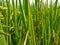 Lush green of young paddy plants, paddy rice seedlings in the field growing, farmers in Indonesia