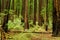 Lush greendense redwood forest floor