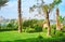 Lush greenery of garden, Cairo, Egypt