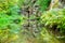 Lush greenery. Grass, bracken, sandstone rocks reflection in water surface.