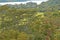 Lush Greenery off Kuhio Highway near Princeville