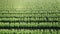 Lush greenery and vibrant colors of apple trees growing in rows