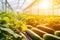 Lush greenhouse. abundant rows of glistening, ripe cucumbers bathed in warm sunlight. Copy space