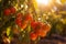 Lush greenhouse filled with ranks of plump, glistening tomatoes bathed in the warmth of sunlight