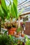 Lush Greenhouse Oasis with Tropical Palms and Terracotta Pots
