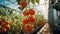 Lush greenhouse tomatoes with varying ripeness, bathed in soft natural light nikon d850, f8